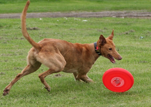 frisbee.jpg